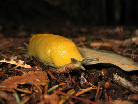 banana slug