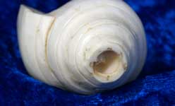 Mouth hole of the shankh