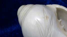 Broad end of shankh