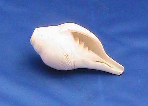 Shank
