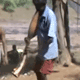thumbnail image of In­dian Tarpa