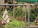 Chennai Korattur Sai Nursery