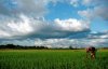 Field