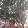 Chatravata Narasimha, Ahobilam, Kurnool district, Andhra Pradesh Chatravata Narasimha, Ahobilam, Kurnool district, Andhra Pradesh