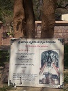Karanja Narasimha, Ahobilam, Kurnool district, Andhra Pradesh Karanja Narasimha, Ahobilam, Kurnool district, Andhra Pradesh