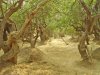 Nidhivan, Vrindavan, Mathura district, Uttar Pradesh